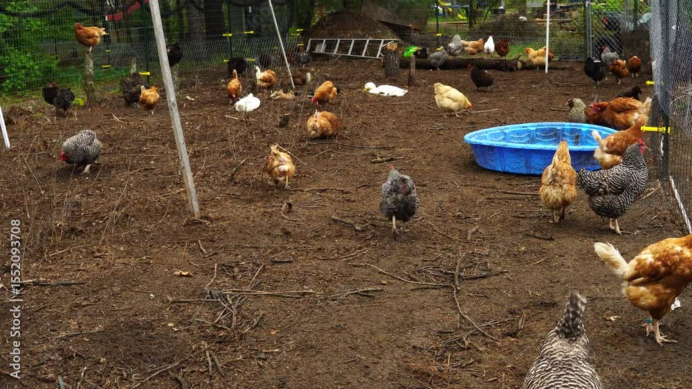 Variety of cage free chickens pecking soil or freely roaming in outdoor enclosure - hens pulverizing and fertilizing soil for future vegetable garden