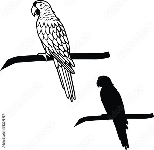 Tropical Parrot Outline Vector Illustration  
