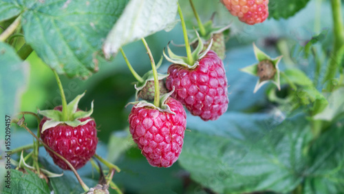 Raspberries bushes in the summer garden. Raspberries on a branch close up.