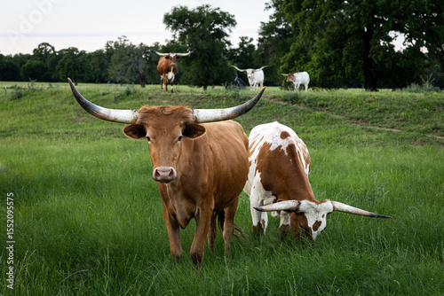 Texas Longhorn Cattle Grazing in a Green Pasture