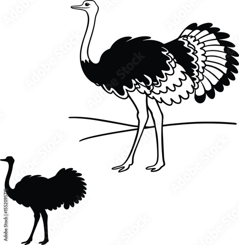 Ostrich with Long Neck Vector Illustration  
