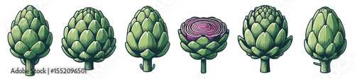 Fresh artichoke vector set