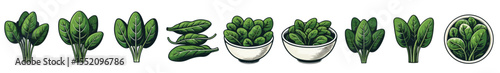 Vector set of spinach