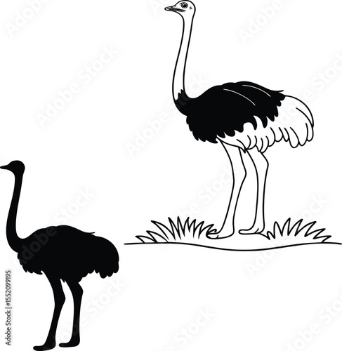 Ostrich Silhouette in Details Vector Illustration  
