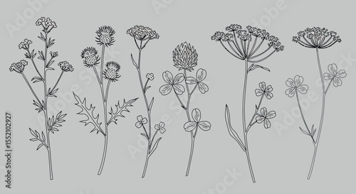 Botanical illustration of wildflower and herb outlines for design projects vector illustration