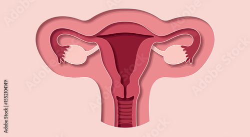 Women's reproductive system anatomy illustration for educational design and medical awareness vector illustration