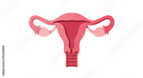 Human uterus anatomy illustration for educational and medical use vector illustration