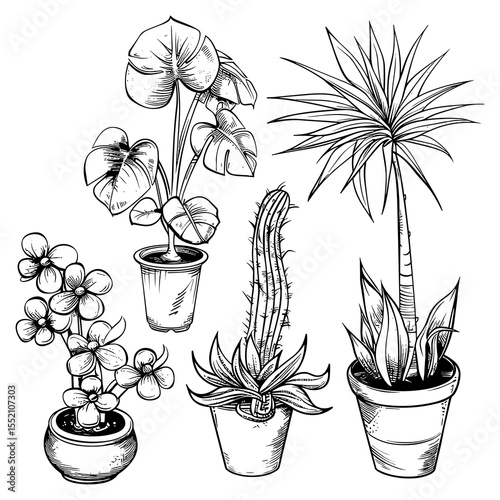 Hand Drawn Indoor Potted Plants Set – Vector Illustration of Houseplants