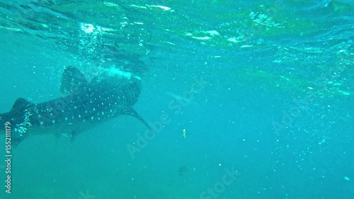 Whale shark disappearing into blue tropical waters of Oslob, Cebu, showing powerful tail movement Tail of whale shark visible as it swims away underwater in Oslob, Cebu, Philippines