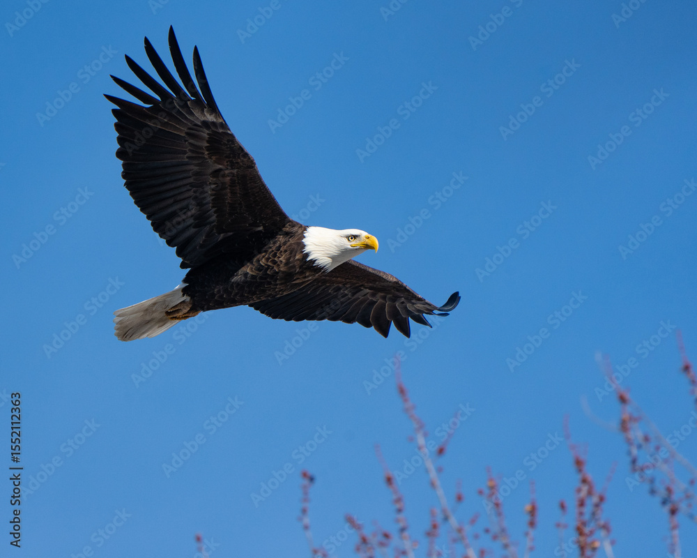 Fototapeta premium A mature bald eagle glides through a clear blue sky, its iconic white head and yellow beak in sharp contrast.