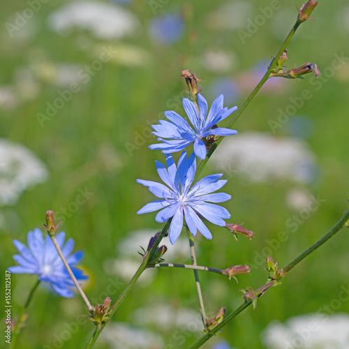 Blühende Wegwarte, Cichorium intybus, Nahaufnahme