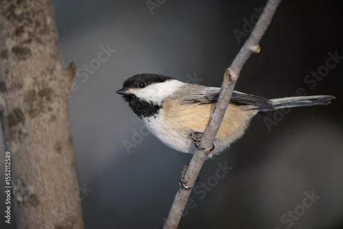 A black-capped chickadee pauses briefly on a bare branch in the stillness of winter.