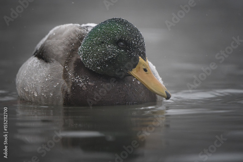 A male mallard floats calmly on a quiet winter lake, its emerald green head gleaming as snow falls gently around it. 