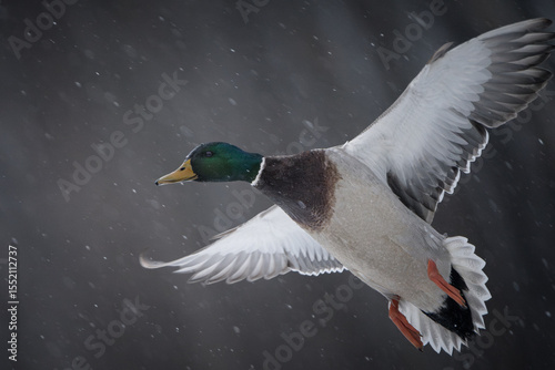 A mallard duck takes off into flight on a snowy day, wings extended and feathers catching the soft winter light.