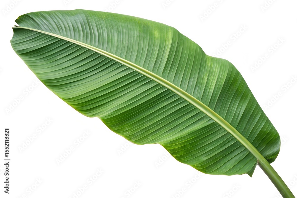 banana leaf isolated on white banana leaf isolated on white