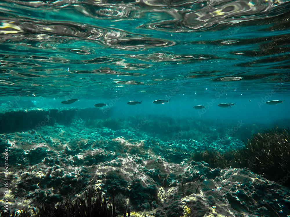 Fototapeta premium Ocean blue underwater with sunrays, Underwater Sea Deep Water Abstract Sunshine, sea wave , clean waters in summer time, Natural underwater seascape, sand on ocean floor and water surface with sunligh
