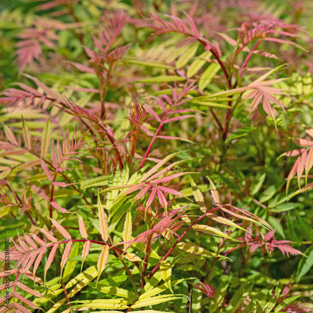 Fiederspiere, Sorbaria, im Frühling Fiederspiere, Sorbaria, im Frühling