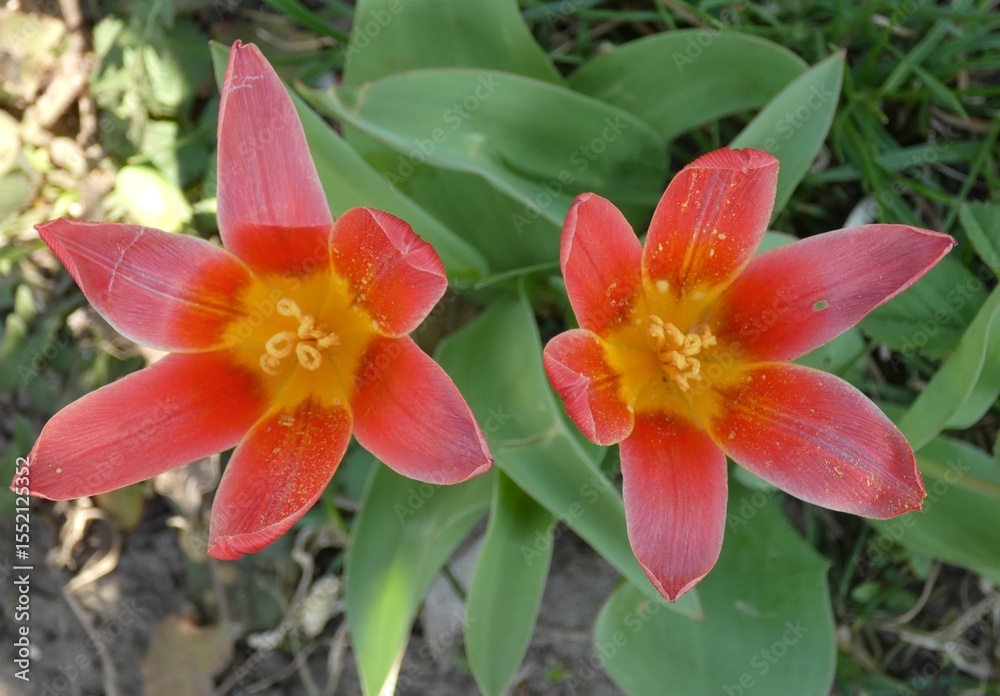 Fototapeta premium Spring flowering in the garden. All flowers. Colorful landscape