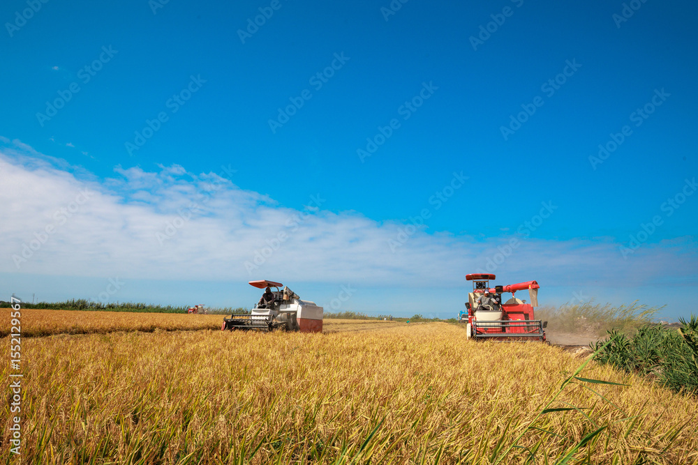 Obraz premium Rice harvesting machine working in the field