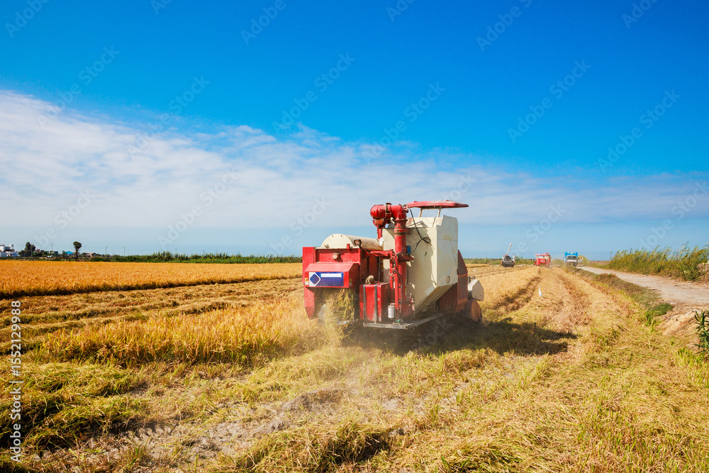Fototapeta premium Rice harvesting machine working in the field