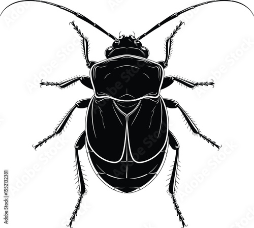 Black beetle silhouette isolated on white background