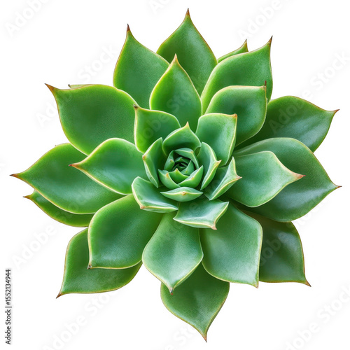 Green echeveria succulent plant isolated on transparent background