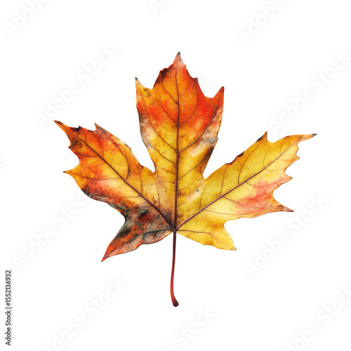 Single autumn maple leaf isolated on transparent background