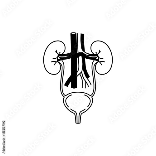Black line icon of urinary system showing kidneys ureters bladder and urethra in anatomical layout