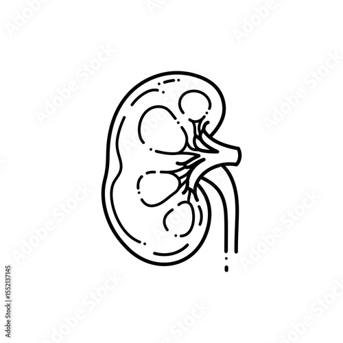 Black line icon of simplified kidney in bean shape with cortex and medulla zones