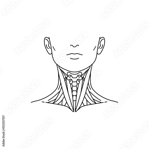 Black line icon of neck and throat from front view showing collarbones and neck muscles