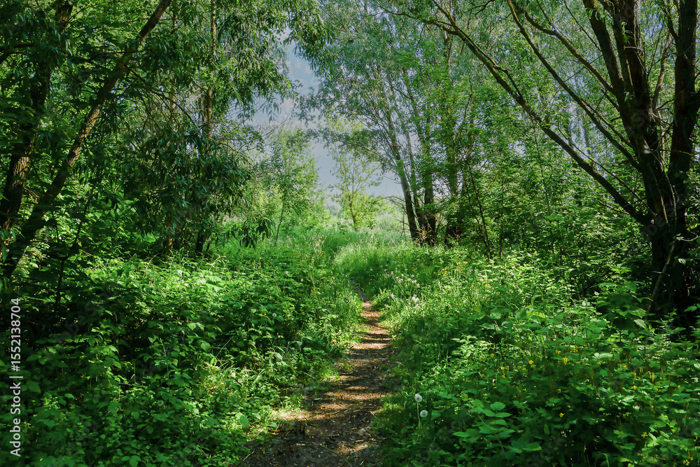 Obraz premium A fragment of a forest with a path in sunny weather.
