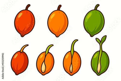 Cartoon palm seeds collection, colorful set showing different growth stages, germination process, tropical plant life cycle, vector illustration, isolated, botanical education, nature concept