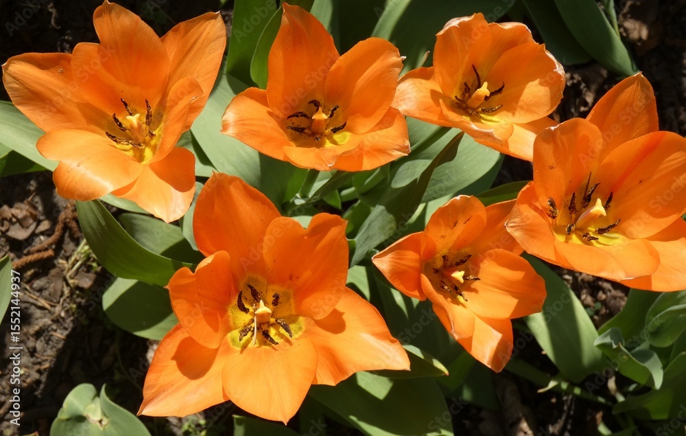 Fototapeta premium Spring splendor, flowering, colors, soft and woody