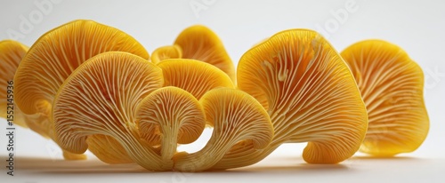 The vibrant yellow mushrooms showcasing intricate patterns and textures. photo