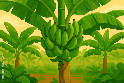 Tropical Banana Plantation with Green Banana Bunches. Lush Banana Trees, Large Leaves, Exotic Jungle Farm, Tropical Agriculture Concept, Organic Farm Landscape, Harvesting Natural Fruit Vector