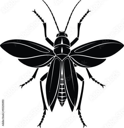 Black beetle with wings, isolated on white background