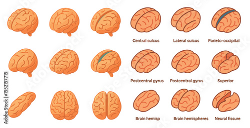 Brain anatomy icons set – flat, filled, neuroscience and medical symbols
