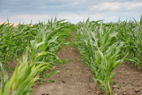 rows of young corn in the field