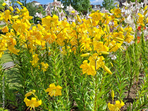 Lilies in a park in Baia Mare city, Romania