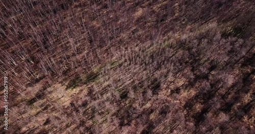 Aerial Drone View of Bare Forest in Early Spring. Nature Landscape with Trees Without Leaves.