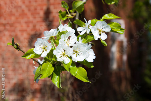 Fototapeta Naklejka Na Ścianę i Meble -  Kwitnące drzewo z ceglanym domem w tle 2025