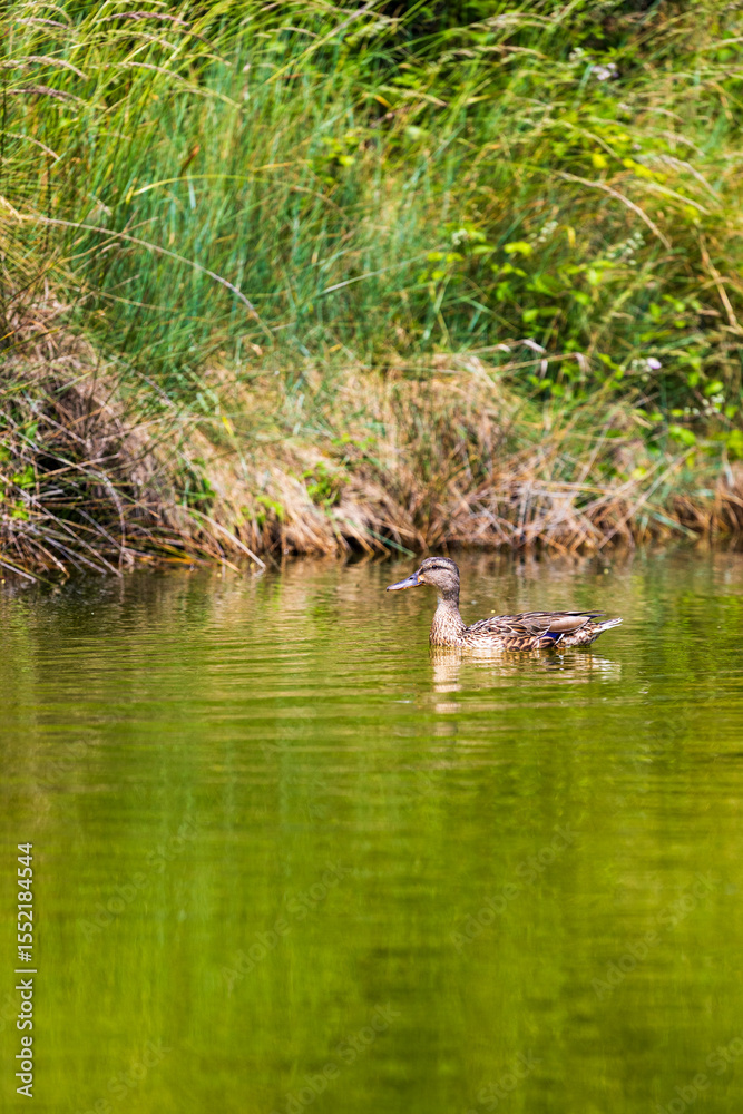 Fototapeta premium Duck family with ducklings in the marshes of L’Île-d’Olonne
