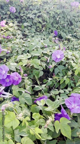 purple flowers sway gently in the breeze petals flutter under soft light vibrant colors dance in the wind with grace a peaceful moment captured in a natural blooming garden scene