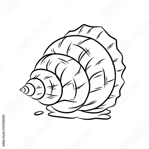 vector illustration image of a sea snail 