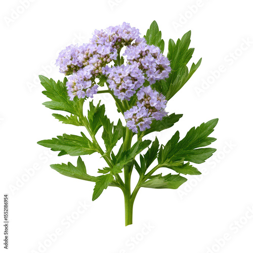 Purple flower sprig isolated on transparent background