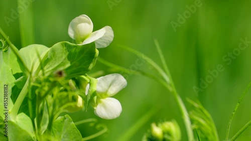 Flowering peas in a field, close up