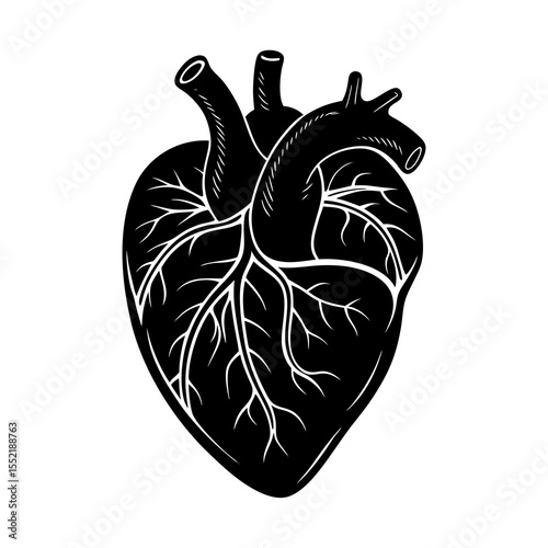 Anatomical heart drawing vector illustration, human heart anatomy, medical diagram, heart health design