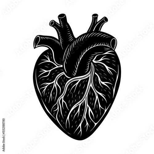 Anatomical heart drawing black and white vector illustration of human heart anatomy for medical use