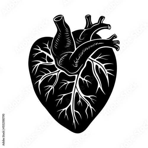 Anatomical heart vector illustration for medical design and healthcare concepts black and white drawing