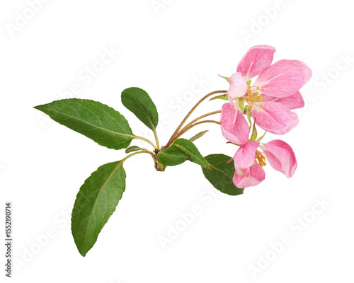 Closeup of pink flowers and...